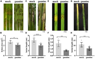 A Novel Guanine Elicitor Stimulates Immunity in Arabidopsis and Rice by Ethylene and Jasmonic Acid Signaling Pathways